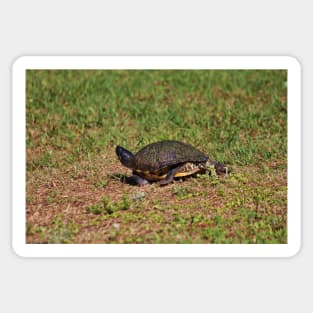 Jogging Turtle Style Sticker